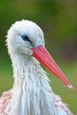 Portrait of a juvenile white stork Portrait eines WeiÃÅ¸storches Ciconia ciconia